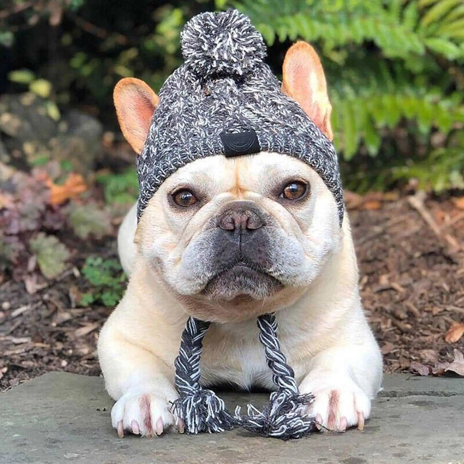 PawLuxe Hat image 3